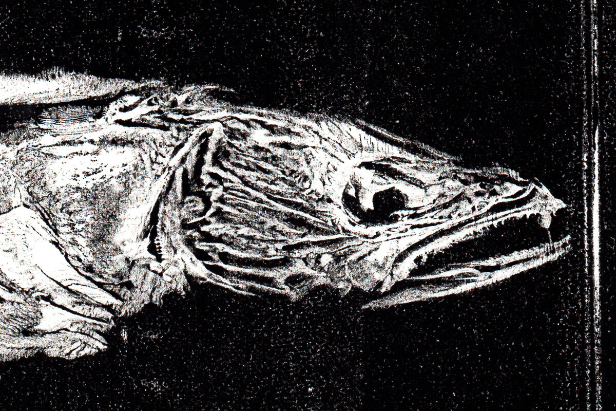 Судак, отпечатанный этой техникой