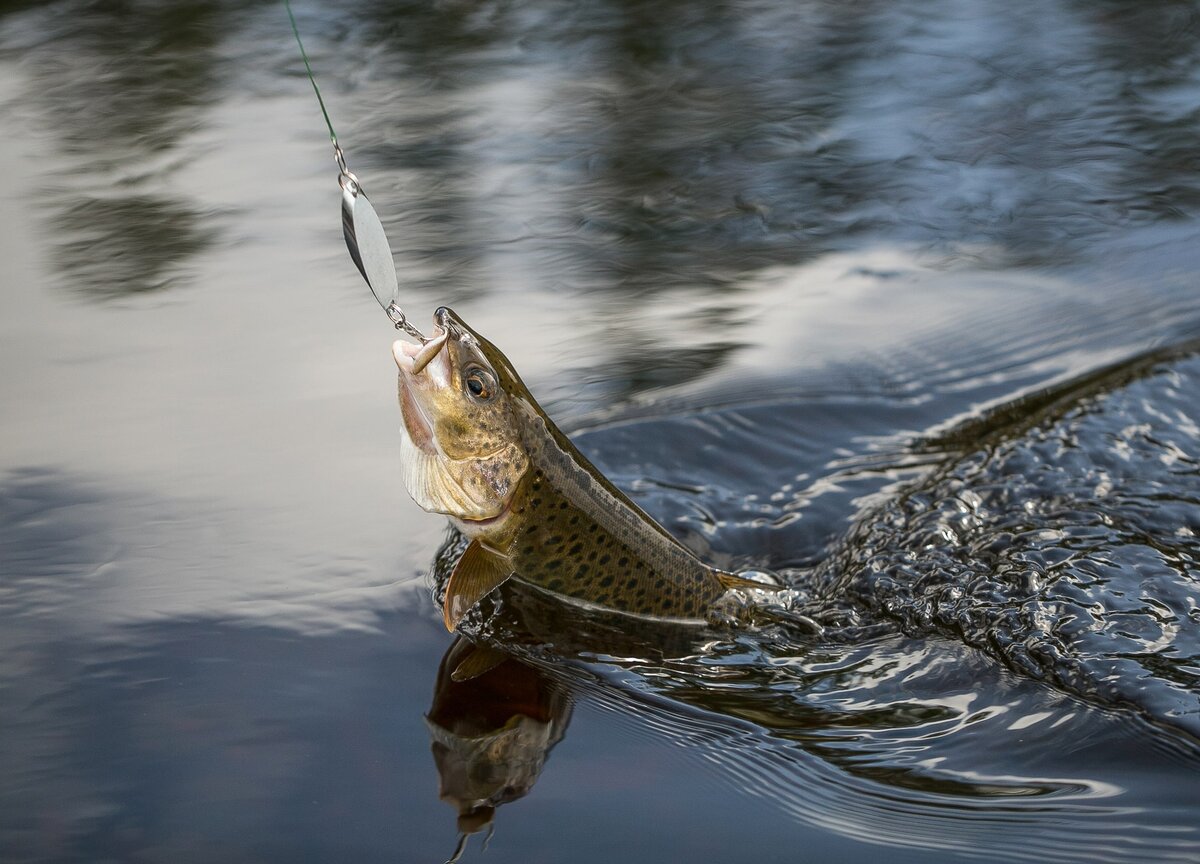 Как эффективно ловить рыбу на реке: советы и рекомендации