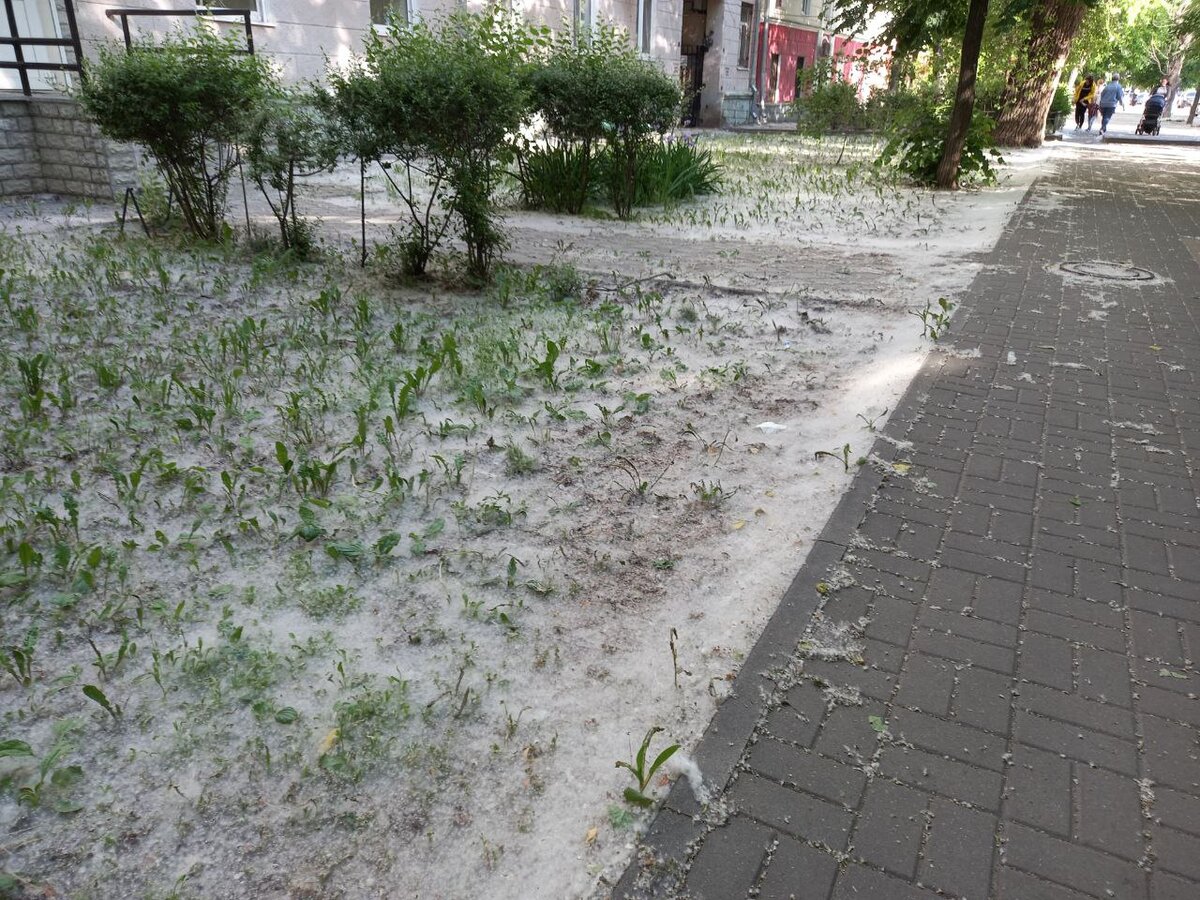 Пух тополей на улице Воронежа. Фото Никиты Коробова