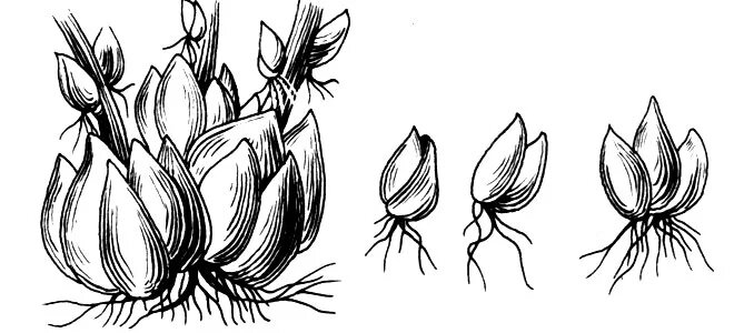 Вегетативное размножение тюльпана. Размножение тюльпанов луковицами. Нарциссы размножение луковицами. Луковица тюльпана вегетативное размножение.
