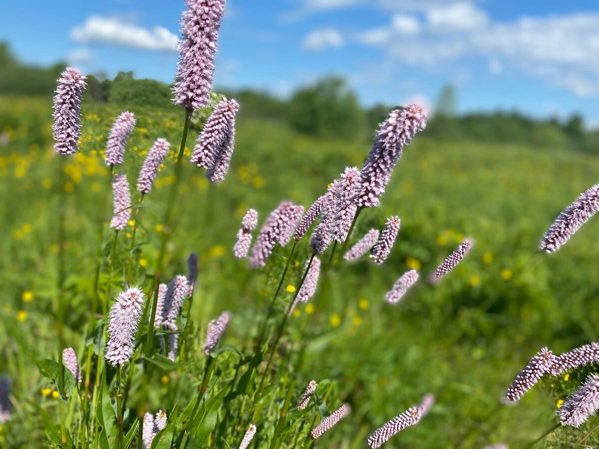 Горец змеиный (Bistorta officinalis)