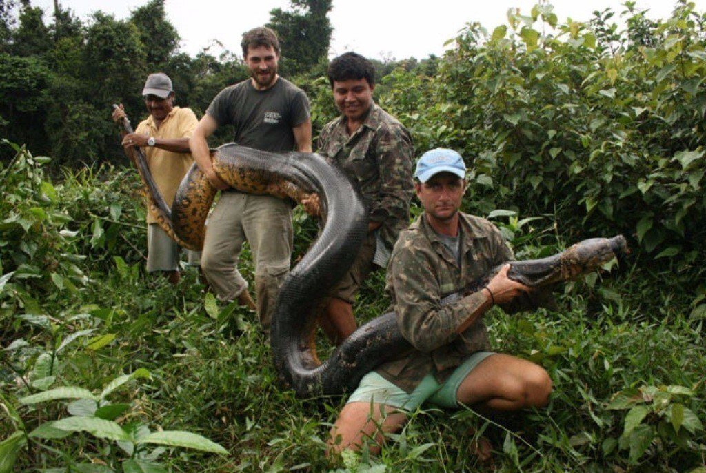 Длинна анаконды. Анаконда змея. Змея Анаконда гигантская. Гигантская зеленая Анаконда. Самая большая змея в мире Анаконда.