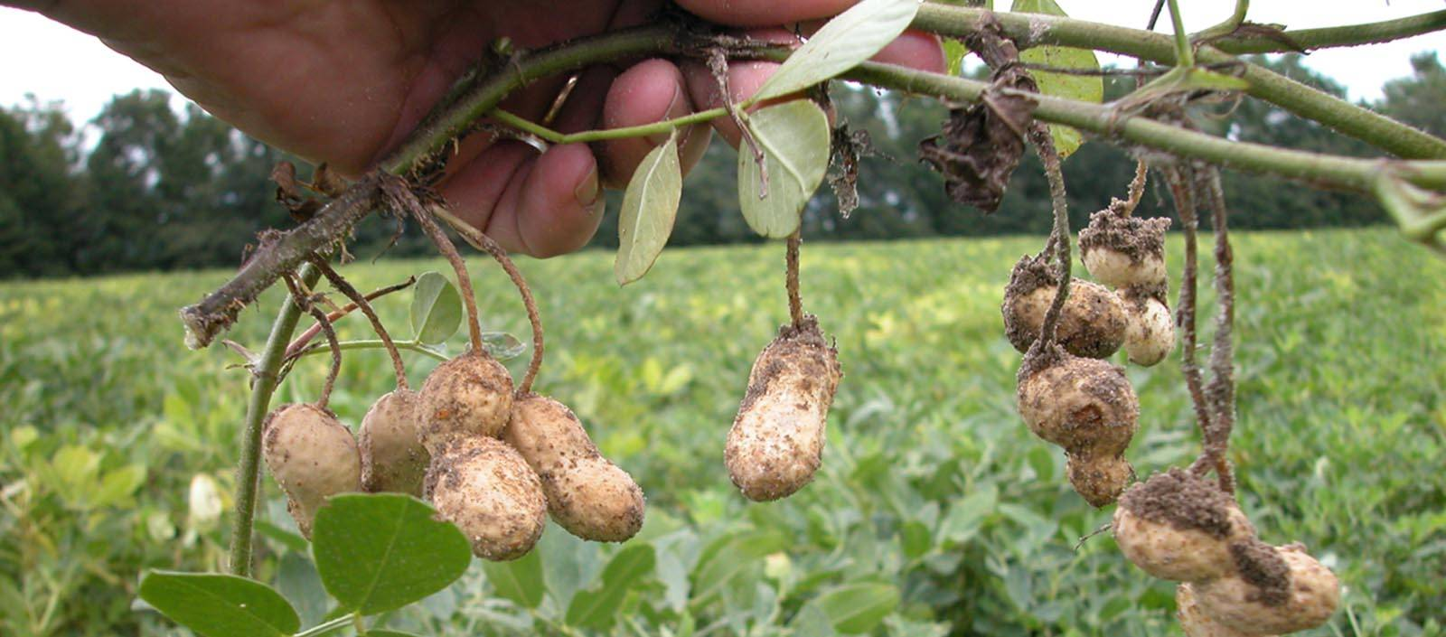Земляной арахис. Земляной орех арахис. Арахис дерево. Арахис культурный растение. Арахис орех или боб