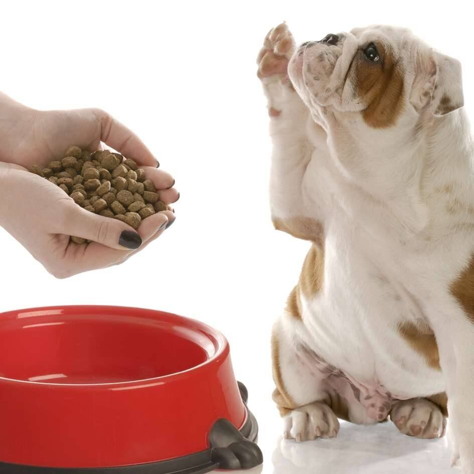 Не секрет, что сбалансированное питание для собак — залог здоровой жизни четвероногого друга. Еда для собак это мясо, злаки, овощи, витамины и минералы.