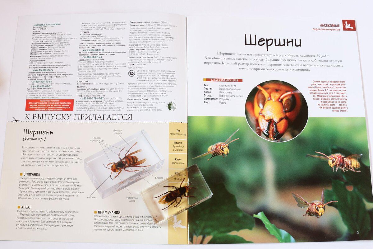 Например, разворот выпуска про шершней. Фотография взята из Интернета.