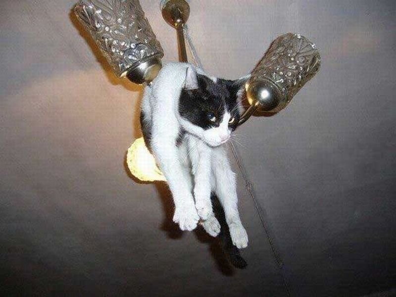 Кошки играют. Смешные фотографии