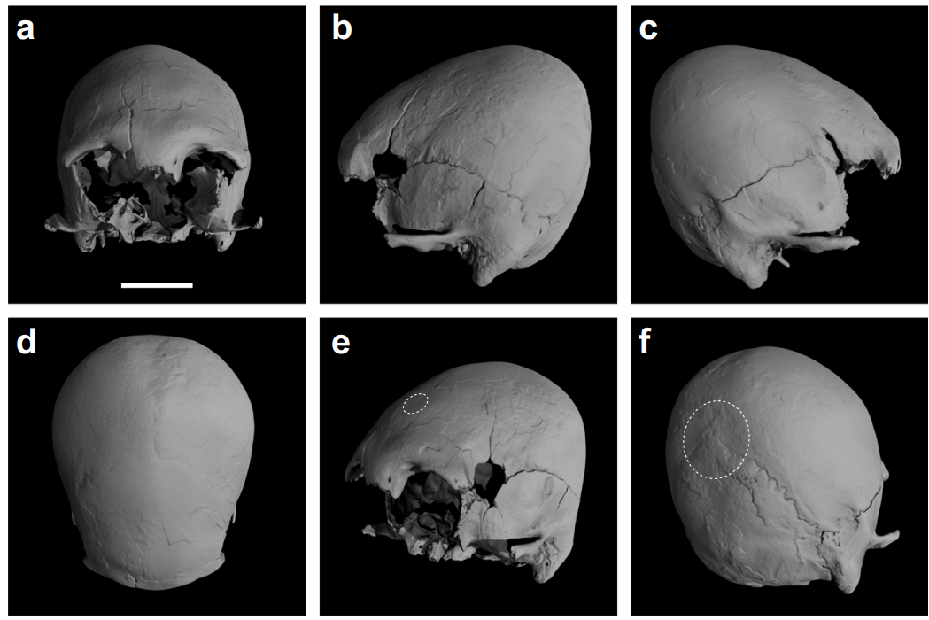 Череп Сунхуацзян I.