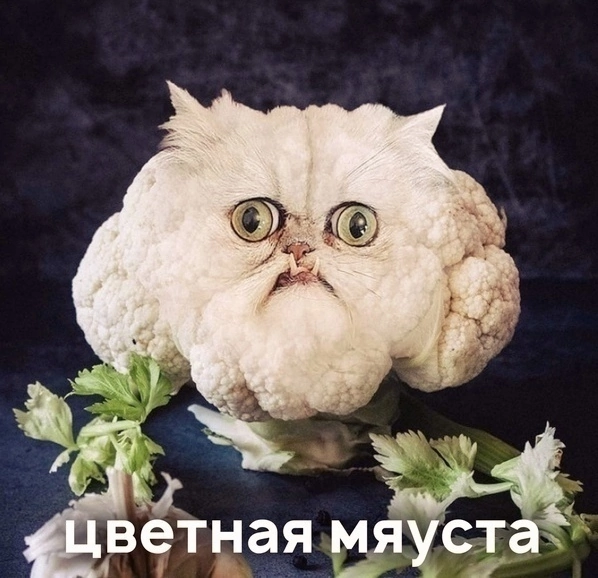 Мяу 