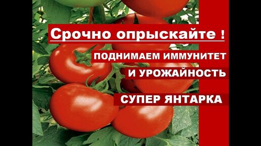 Янтарная Кислота для огорода❗Срочно опрыскайте ПОМИДОРЫ В ИЮЛЕ ДЛЯ ИММУНИТЕТА И УВЕЛИЧЕНИЯ УРОЖАЯ