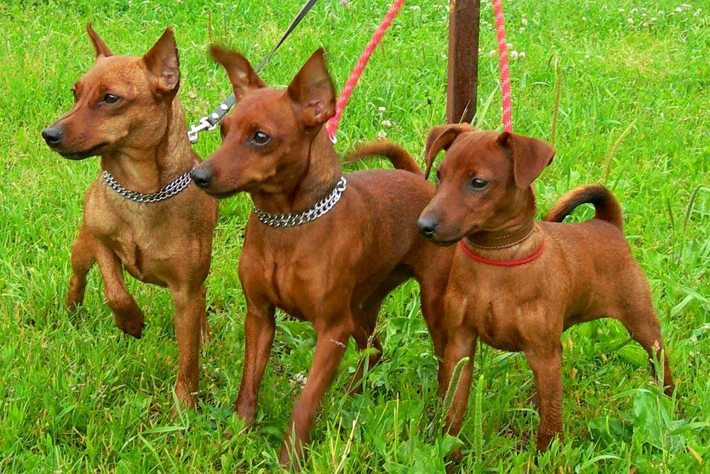 Цепные псы готовятся к атаке, будьте осторожны. 