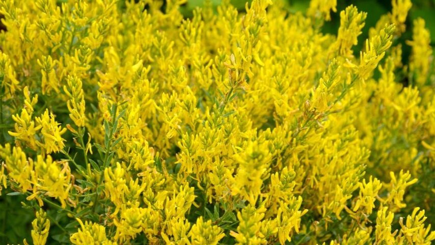 Дрок красильный