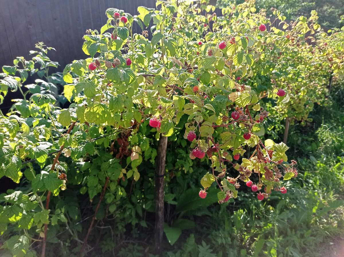 Это малина с ягодами