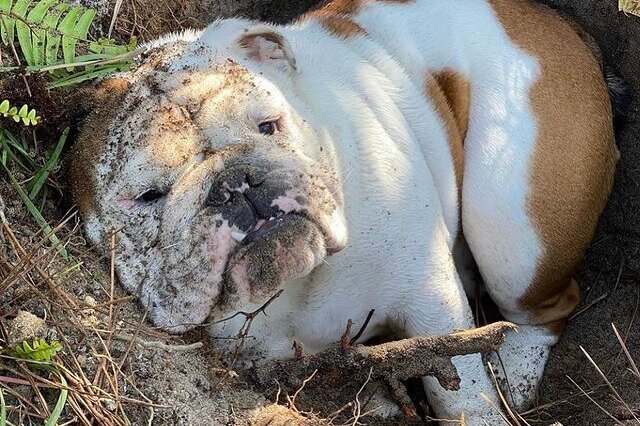     Этот забавный бульдог думает, что все ямы в саду принадлежат только ему