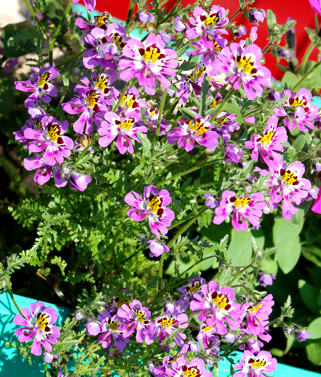 Неприхотливые цветы для клумбы цветущие все лето - 50 фото, обзор всех видов цветов для клумбы.