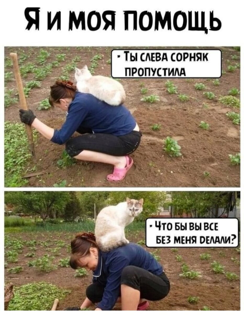 Мем взят из просторов Интернета
