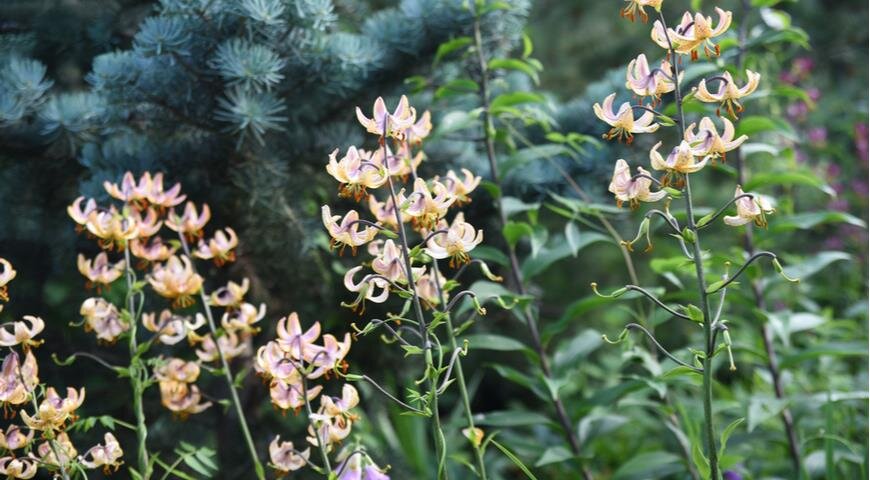 Лилия мартагон (Lilium martagon)