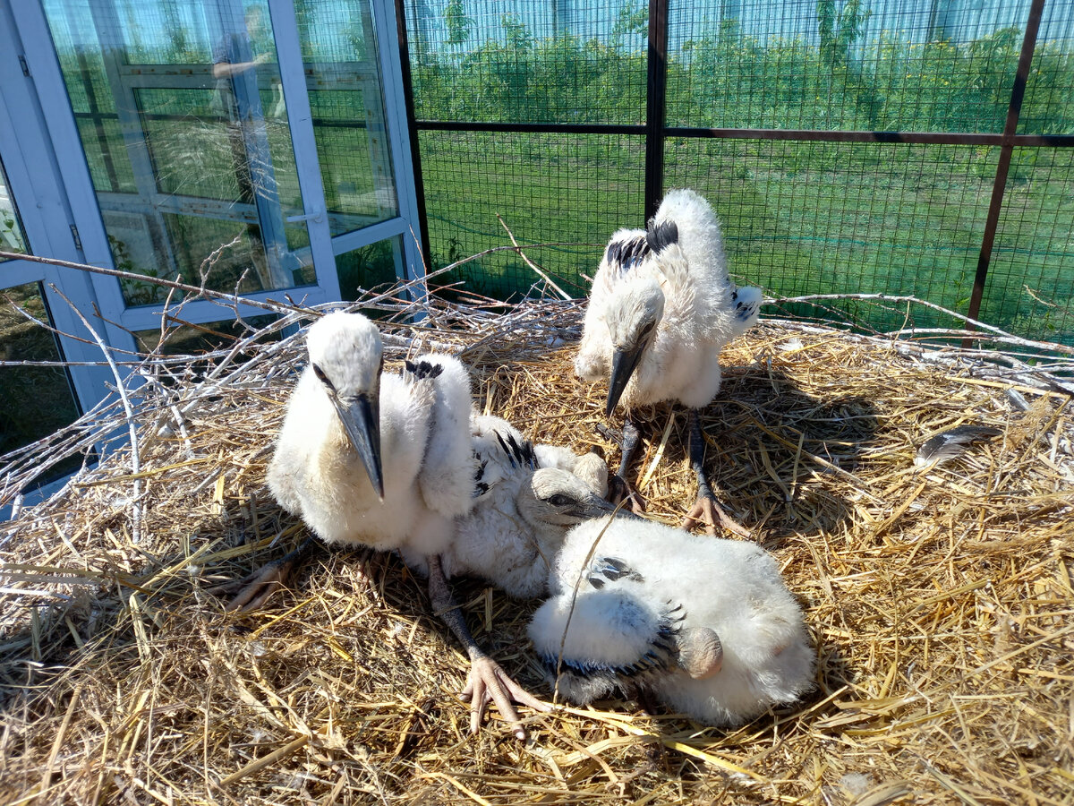 Птенцам Гоши и Русланы месяц. Двое уже затаиваются при подходе человека, а двое готовятся к отпору