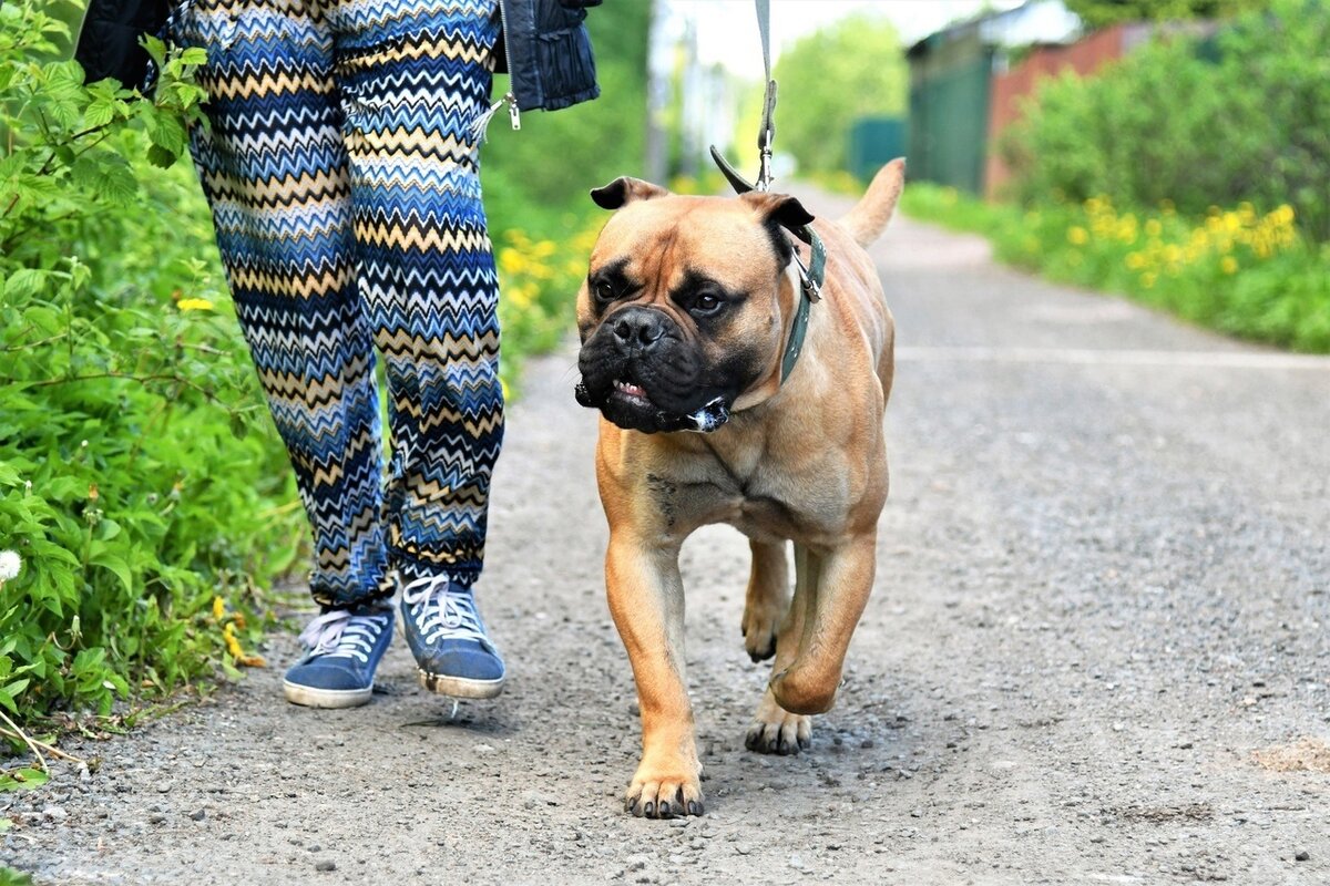 Породистые собаки в дар. Часть 41 | Породистые собаки в дар 🐶 | Дзен