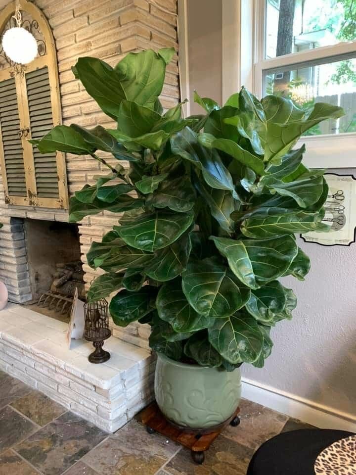 Фикус Лирата (Фото из открытых источников Интернета)