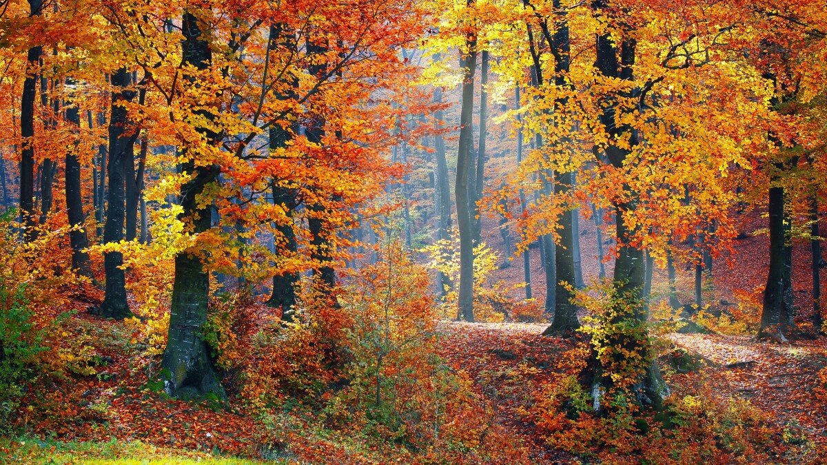 По народным приметам в день осеннего равноденствия надо выйти утром в поле и умыться росой. Фото: pxhere.com