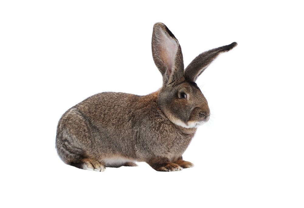 Фландрийская гигантская порода кроликов
