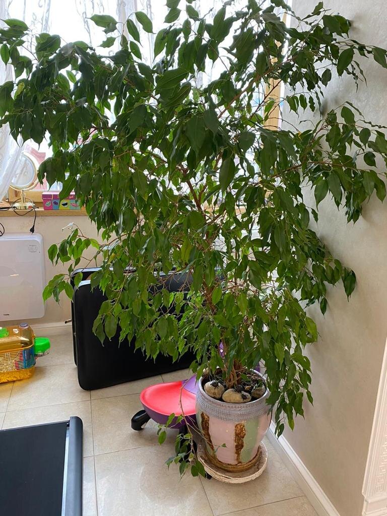 Фото Фикуса Бенджамина ДО (фото из личного архива)