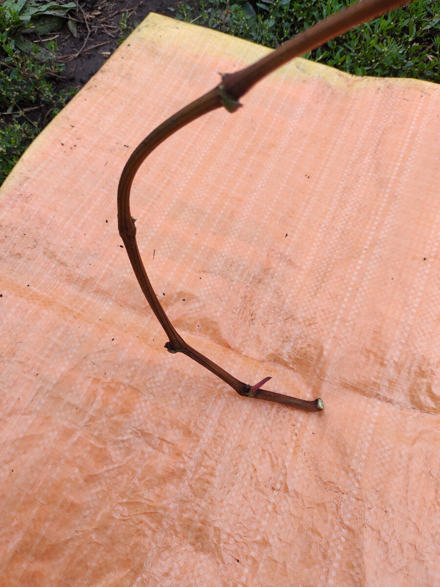 Для проверки 1-м способом необходимо изогнуть лозу