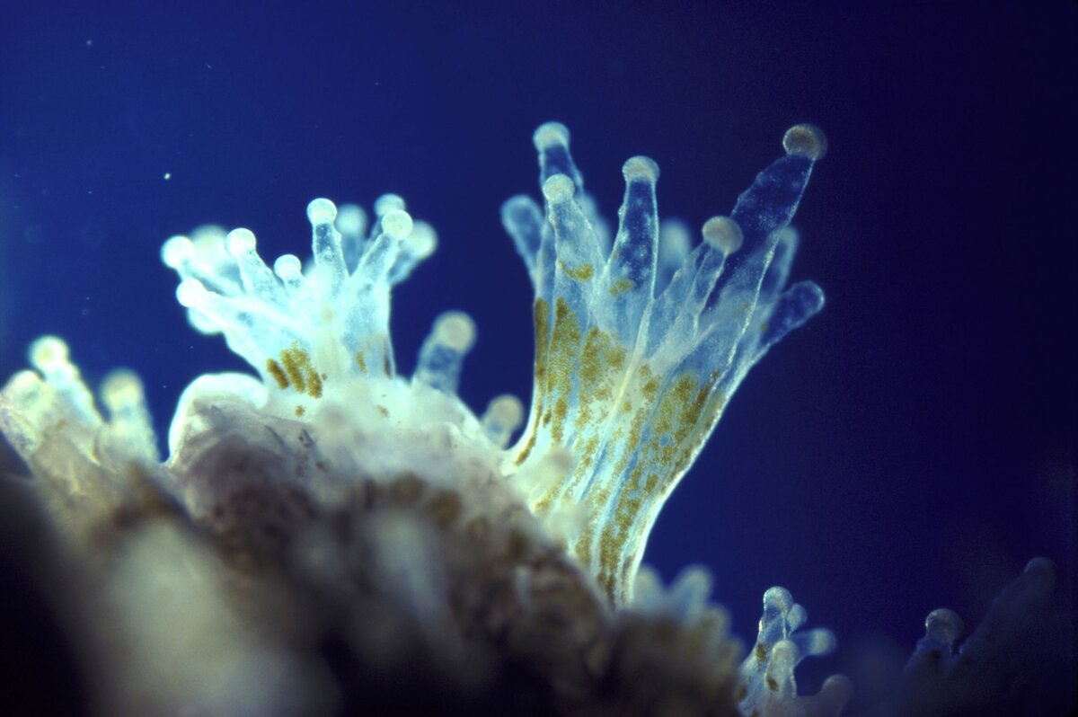 Зооксантеллы обитают во многих коралловых полипах, они могут обеспечивать до 90% потребности животного в калориях!