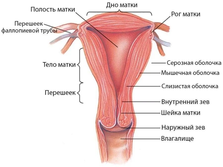 Строение матки
