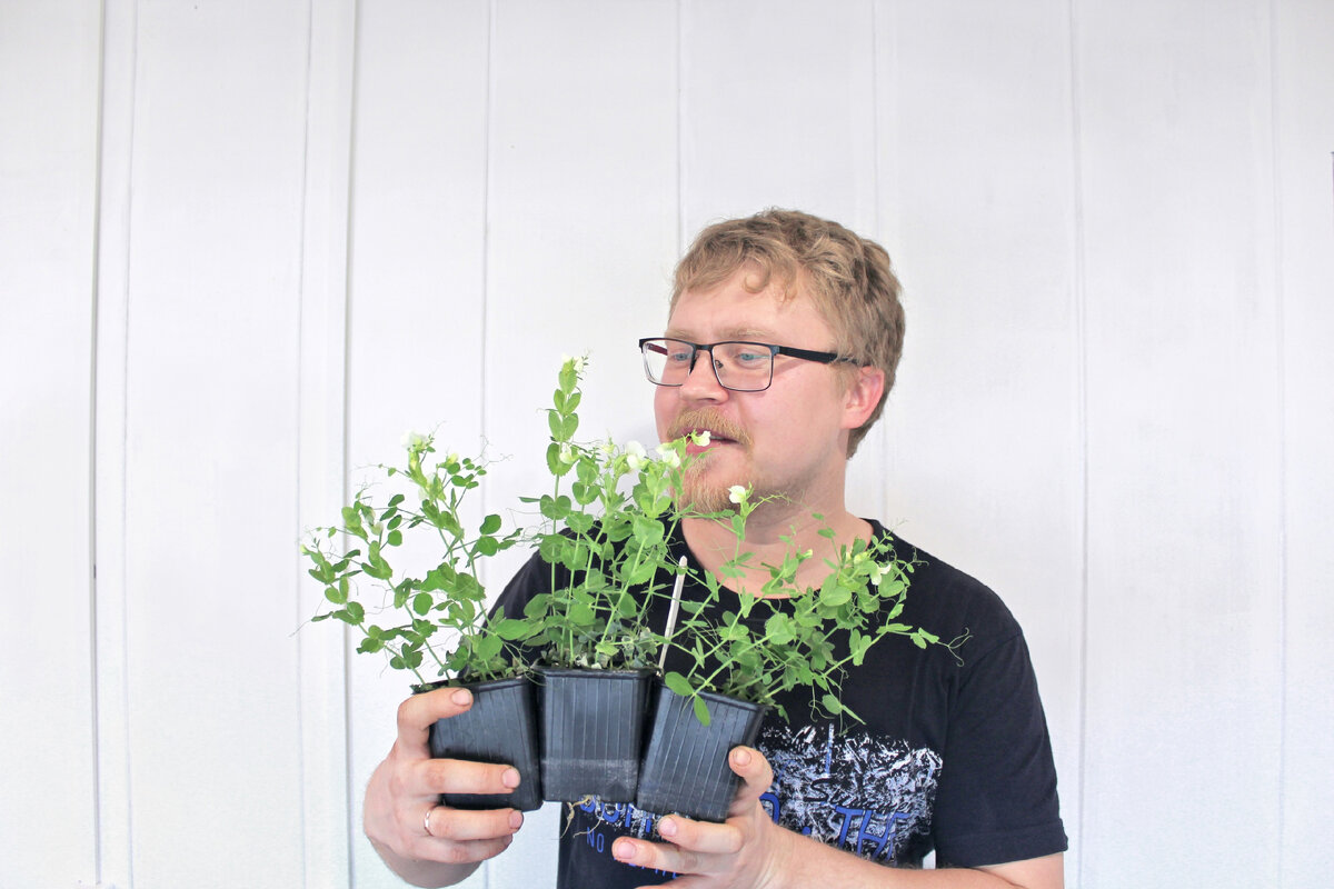 Горошек, который смог