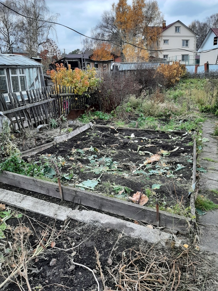 Бывшие заросли капусты