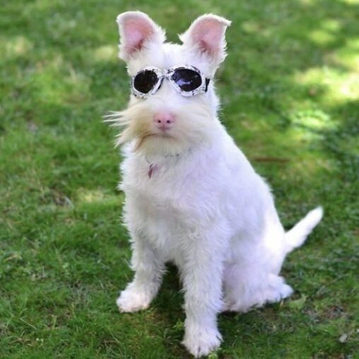 Шерлок на прогулке. Фото из 📸грамм#цвергшнауцер #белый цвергшнауцер #шнауцер альбинос #собака альбинос 