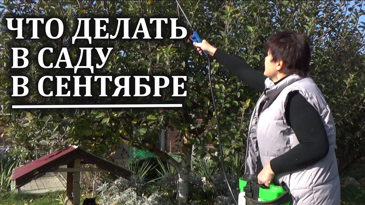 Как правильно ухаживать за ягодными кустарниками и плодовыми деревьями: советы и рекомендации