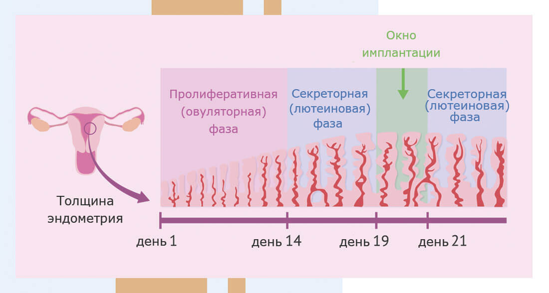 Фазы и уровни регуляции менструального цикла