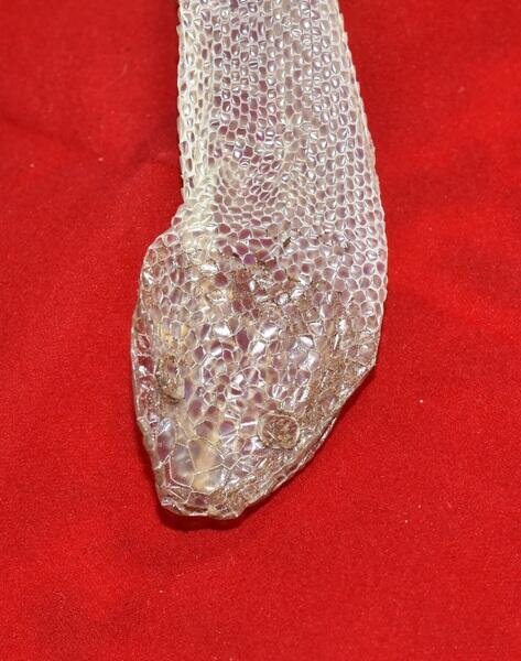    Фото: по лицензии PxHere