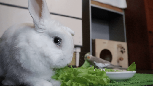 Салатик для кролика 🥬