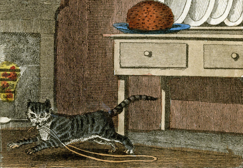     Как дрессировать кота? Советы бывалых