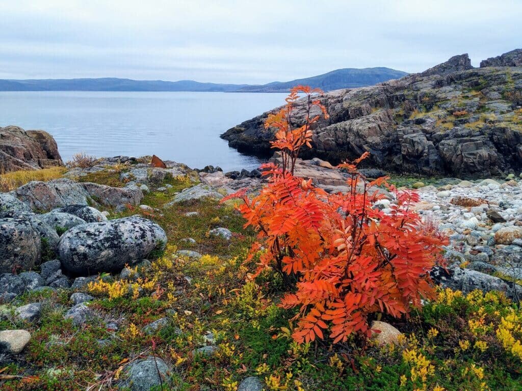    Изучение древней растительности и климата центральной части Кольского полуострова показало, что потепление началось здесь после появления человека / ©Getty images