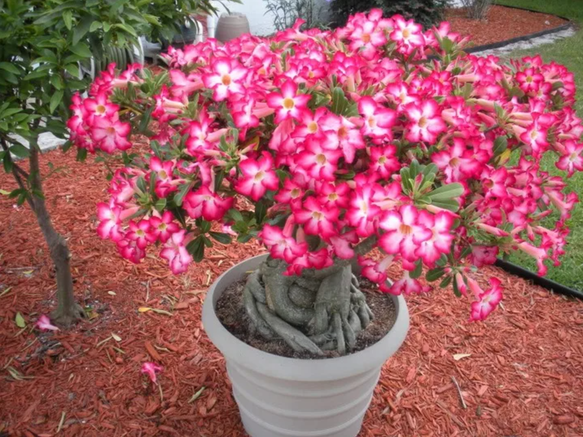 Desert rose noel. Адениум суккулент