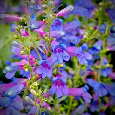 Панстемон Блю Спринг