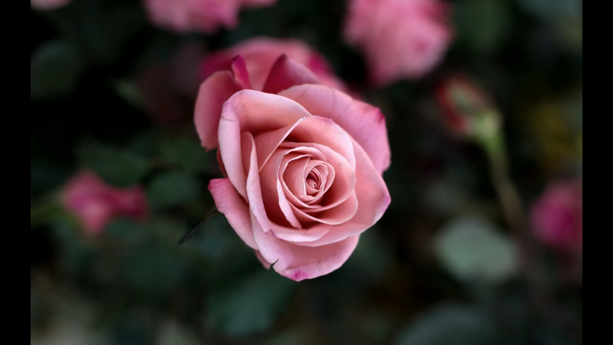 https://sun9-56.userapi.com/impg/Nc9Ejr6mLNXLkN71Mo9J-GGDNSSgglp4RosShA/0hw1Xba2KlY.jpg?size=1920x1080&quality=95&sign=6eaf248b51a4b2e6857c41c030ab6142&type=album