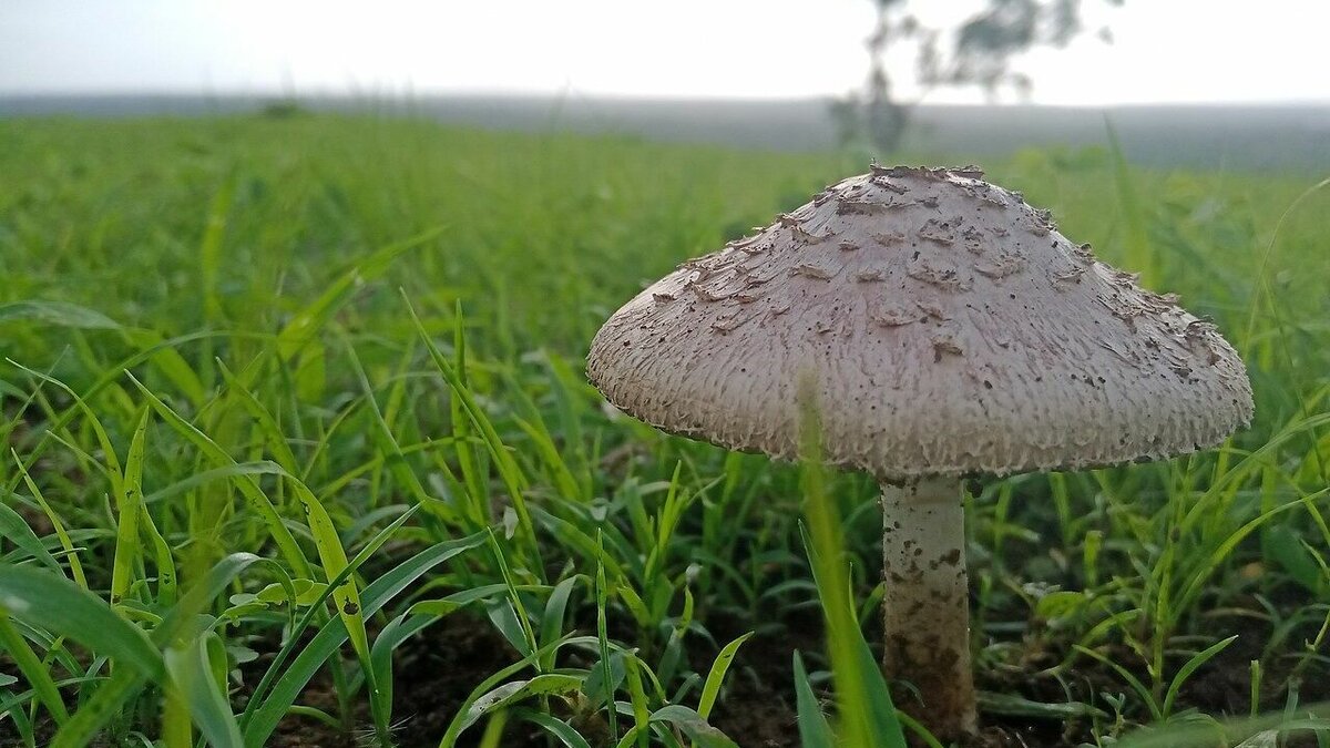     В Ростовской области вызывают опасения случаи отравления грибами, сообщила представитель управления Роспотребнадзора Маргарита Родионова.