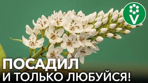 8 красивых цветов, которым невозможно навредить! Неприхотливые многолетние растения для начинающих