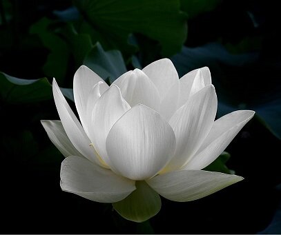 Белый лотос символизирует Бодхи (или «сатори»), состояние чистоты мышления и духа и очищение всей человеческой природы