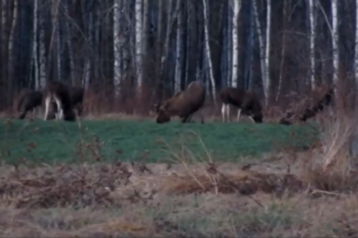 Нижегородский лось