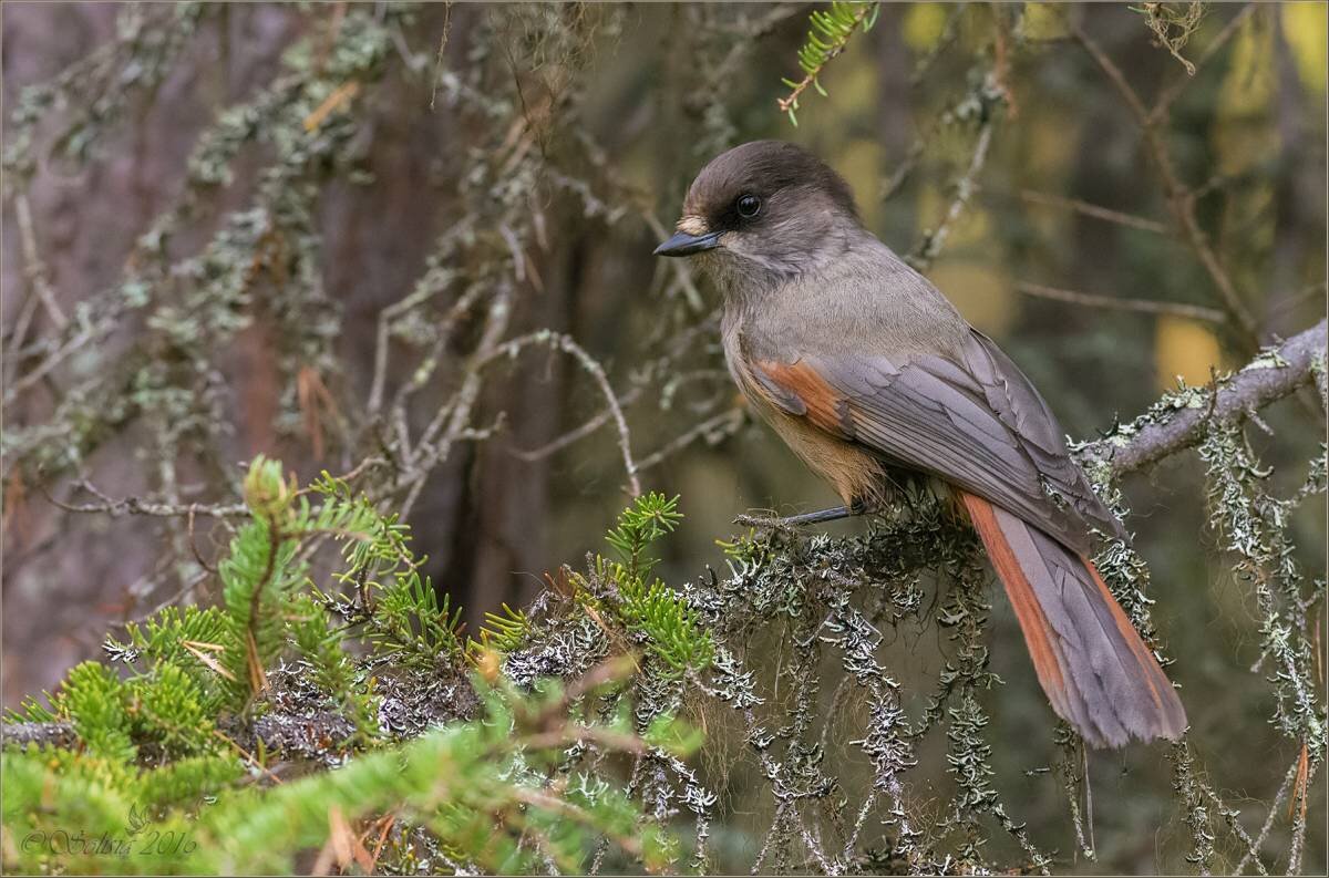Птичка кукша. Автор фото erbirds.ru
