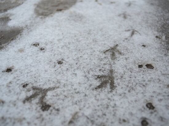     Улицы чистят от снега 130 единиц уборочной техники и 59 дорожных рабочих. Фото: "МК-Урал".