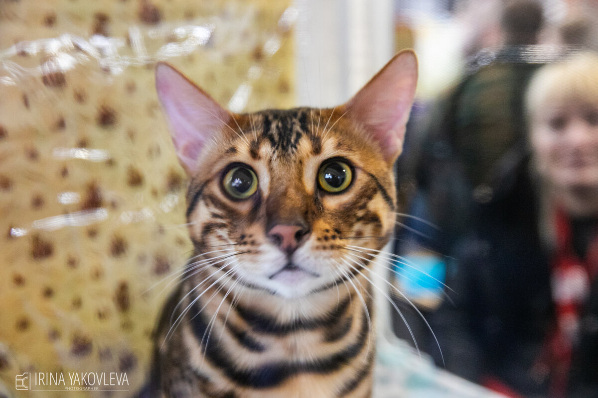 Bengal Kedisi Özellikleri ve Genel Bakımı - Zoo Blog