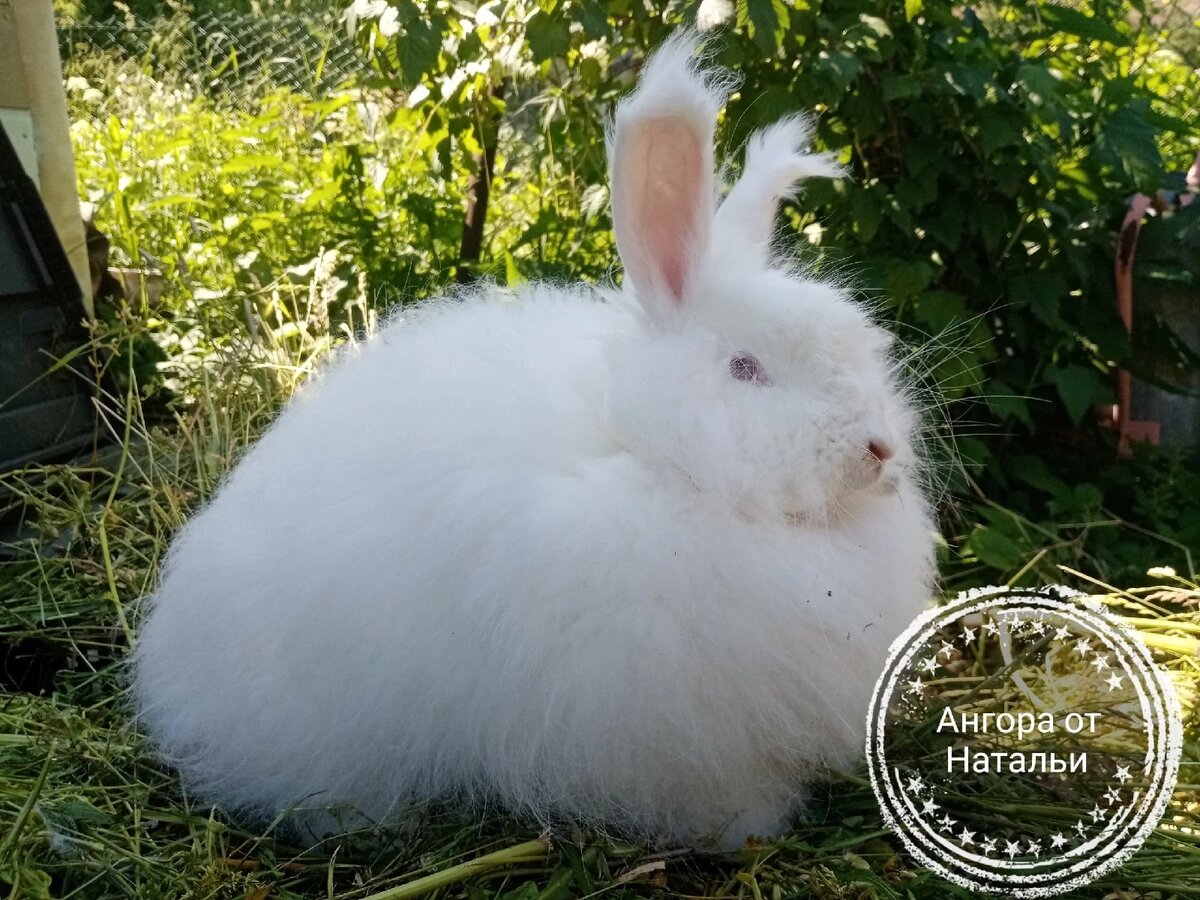 Ангорские кролики: все, что нужно знать о самых милых созданиях на свете