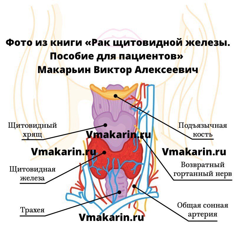 Схематическая анатомия щитовидной железы и окружающих органов